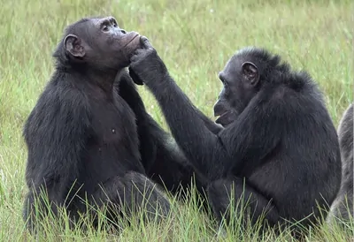 One chimpanzee grooming another on its chin